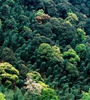 青海省持續(xù)開展大規(guī)模造林，國土綠化面積進(jìn)一步擴(kuò)大，省東部地區(qū)森林覆蓋率達(dá)32%高于全國平均水平